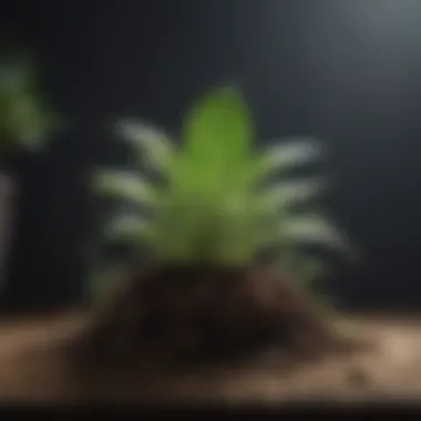 Cultivating Resilience and Growth A blooming plant symbolizing resilience and personal growth