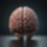 Visualization of the brain's response during a panic attack