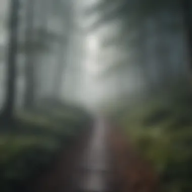 A path leading through a misty forest, symbolizing the journey of healing