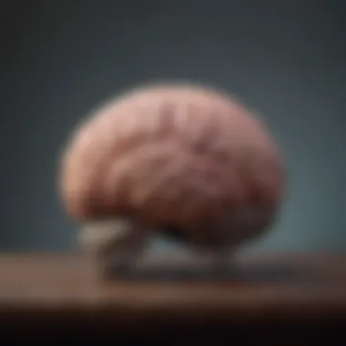 Understanding Brain Functionality in Meditation Illustration of brain activities during meditation