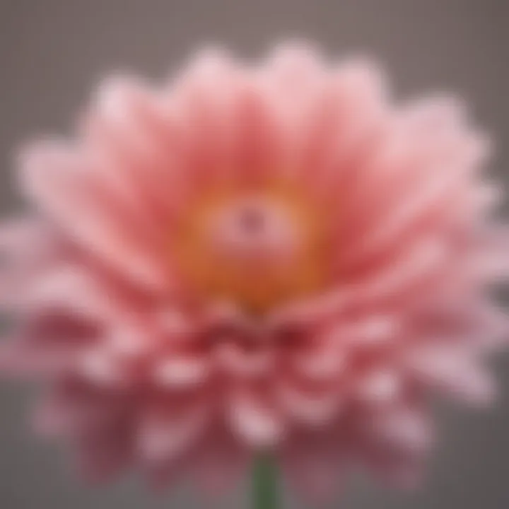 A close-up of a blooming flower representing self-growth