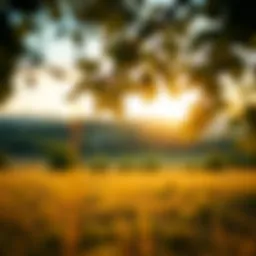 A serene landscape promoting tranquility and calmness