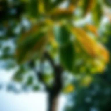 A tree with vibrant leaves illustrating growth through gratitude