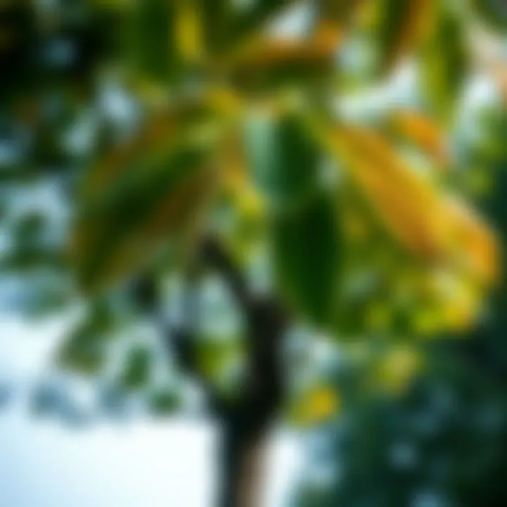 A tree with vibrant leaves illustrating growth through gratitude